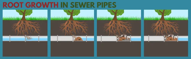 Red-Deer-Roots-Growing-Inside-Sewer-Pipes