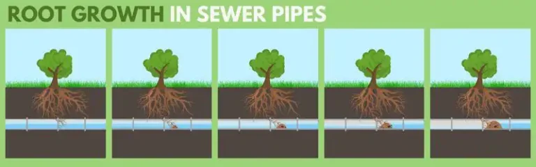 Root Growth In Sewer Line
