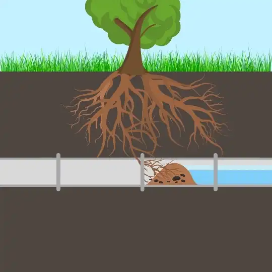 Blockages forming in main sewer pipe because of root growth