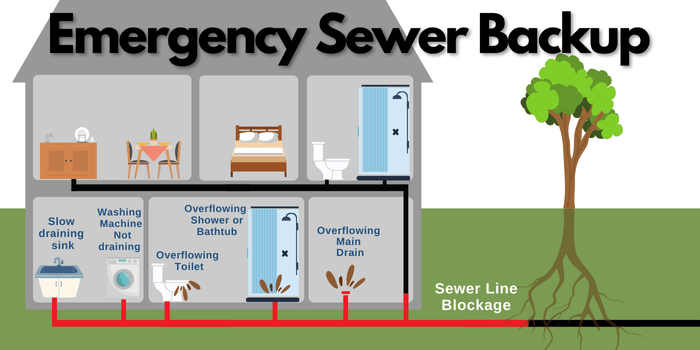 Do-chemical-Root-Killers-Work