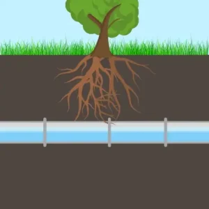 Roots entering main sewer line in the early stage