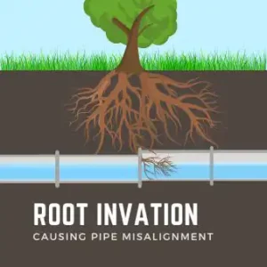 Roots Invading Sewer Lines