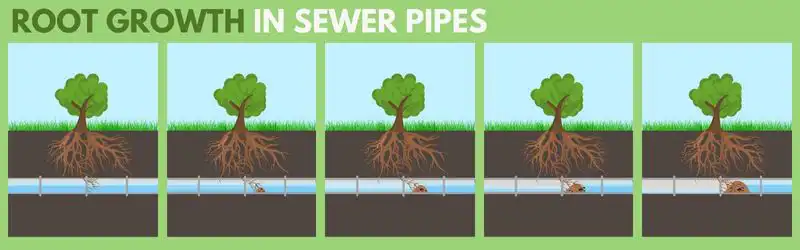 Root Growth In Sewer Line