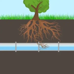 Roots establishing in the main sewer line, or plumbing lines